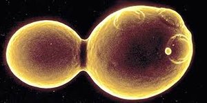 Yeast budding