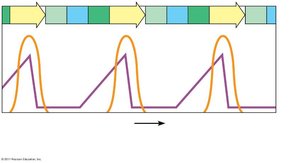 Cyclin and MPF activity