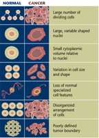 Normal vs. cancer cell features