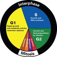 Cell cycle diagram