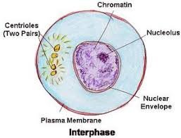 Cell in interphase