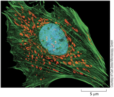 Fluorescence micrograph of a eukaryotic cell showing nucleus, mitochondria, and cytoskeleton