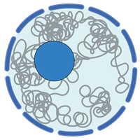 Diagram of the nucleus showing chromatin, nucleolus, and nuclear pores
