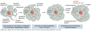 Diagram of endosymbiotic theory showing the evolution of mitochondria and internal compartments