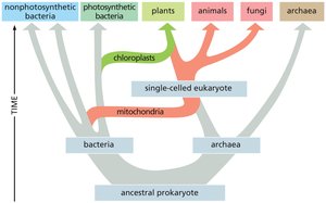 Evolutionary timescale of eukaryotes, showing the origin of mitochondria and chloroplasts