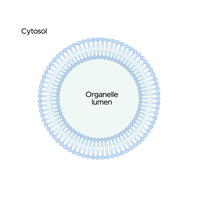 Diagram of an organelle with a surrounding membrane and lumen