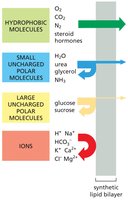 Permeability of different molecules across a synthetic lipid bilayer