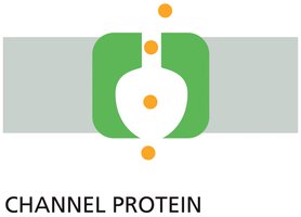 Channel protein facilitating movement of ions across a membrane