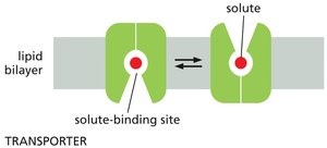 Transporter protein mechanism in a lipid bilayer