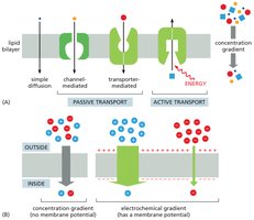 Overview of membrane transport: simple diffusion, passive transport, active transport, and gradients