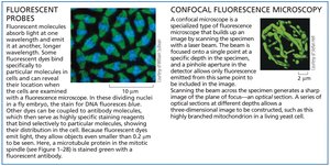 Fluorescent probes and confocal microscopy