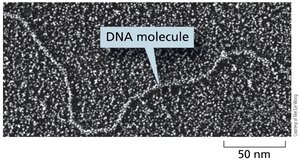 TEM image of cell section