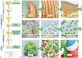 Relative sizes of cells and cell components