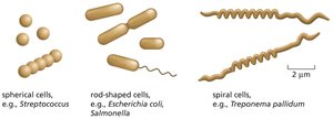 Bacteria of different shapes and sizes