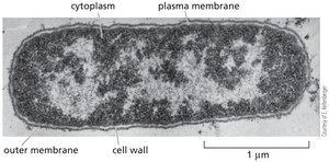 Bacterial cell shapes: spherical, rod-shaped, spiral