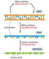 Central Dogma: DNA replication, transcription, translation