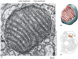 Mitochondrion structure and function