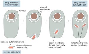 Evolution of mitochondria from engulfed bacteria