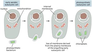 Evolution of chloroplasts from engulfed photosynthetic bacteria