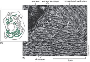 Endoplasmic reticulum structure