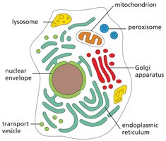 Eukaryotic cell organelles