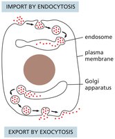 Endosomes and secretory vesicles