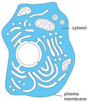Cytosol diagram