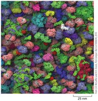 Cytosol molecular crowding