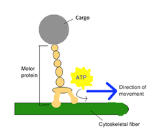 Cytoskeleton and motor proteins