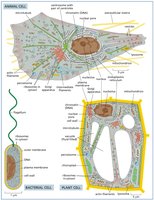 Comparison of animal, plant, and bacterial cell architecture