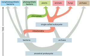 Timeline of cell evolution
