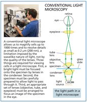 Conventional light microscopy diagram