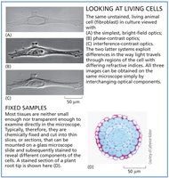 Looking at living cells and fixed samples