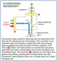 Fluorescence microscopy diagram