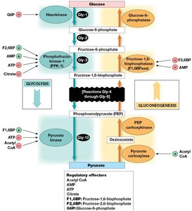 Regulation of glycolysis and gluconeogenesis by key effectors