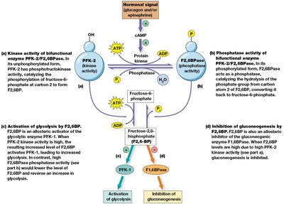 Hormonal regulation of PFK-2/F2,6BPase and glycolysis/gluconeogenesis