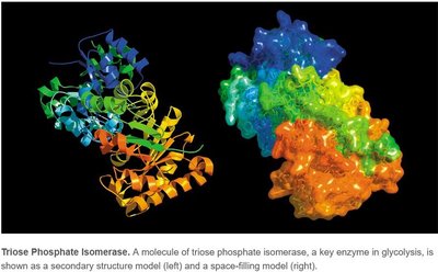 Structure and space-filling model of triose phosphate isomerase