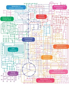 Map of metabolic pathways in the cell