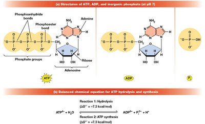 Structure of ATP, ADP, and inorganic phosphate; ATP hydrolysis equation