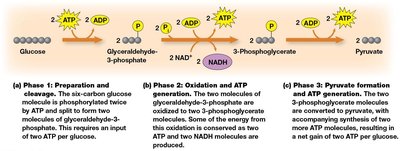 Diagram of glycolysis phases and ATP/NADH yield