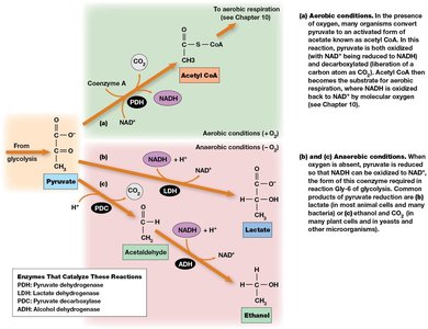 Pathways of pyruvate catabolism under aerobic and anaerobic conditions