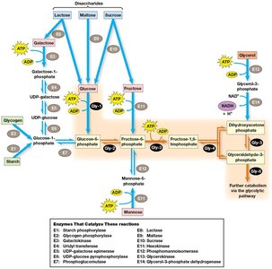 Diagram of alternative substrates entering glycolysis