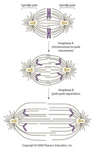 Movements in anaphase: Anaphase A and B
