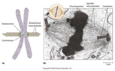 Chromosome structure with centromere and kinetochore