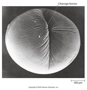 Cytokinesis in animal cells