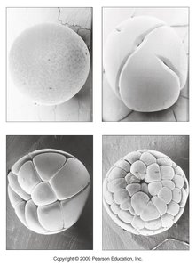 Cleavage furrow in a fertilized egg