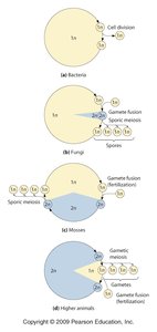 Haploid and diploid phases in life cycles