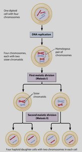 Diagram of meiosis