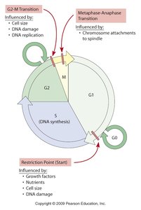Diagram of the cell cycle with checkpoints