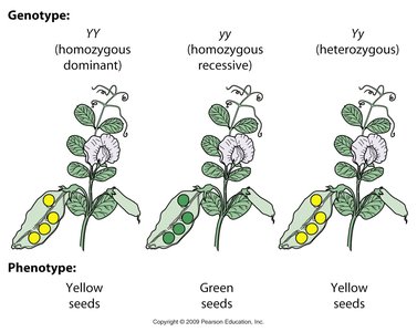 Mendelian genetics: genotype and phenotype